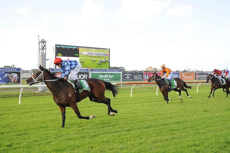 Caulfield Cup favourite Youngstar